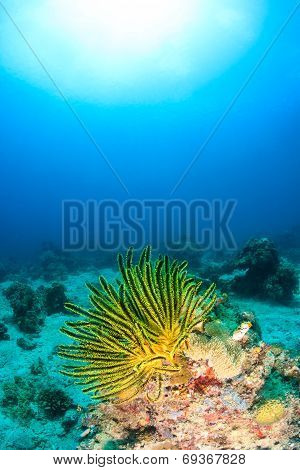Feather Stars On A Reef
