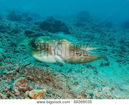 Cuttlefish On A Reef