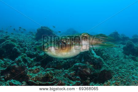 Cuttlefish On A Reef