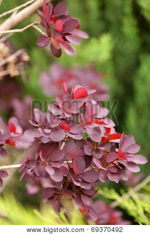 Leaves on bush in the garden