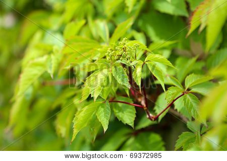 Green plant, outdoors