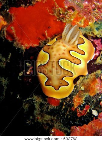 Nudibranquio