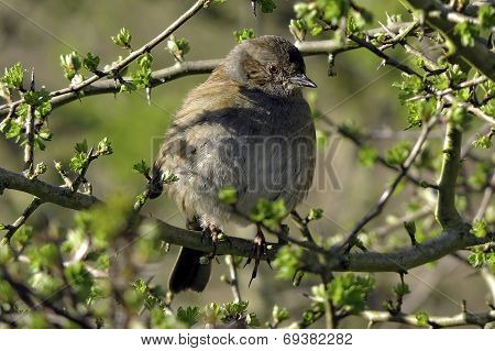 Dunnock