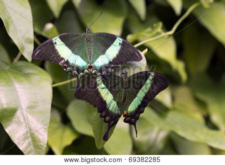 Emerald Swallowtail; Emerald Peacock; Or Green-banded Peacock