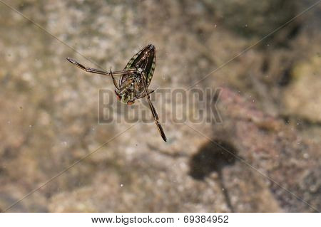 Common Backswimmer