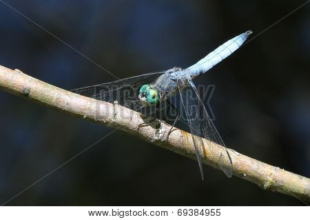 Western Pondhawk - Erythemis Collacata
