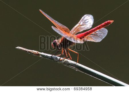 Cardinal Meadowhawk - Sympetrum illotum