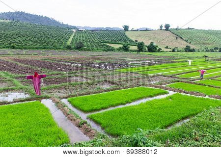Scarecrow Lisu Jacket In Rice Field, Thailand