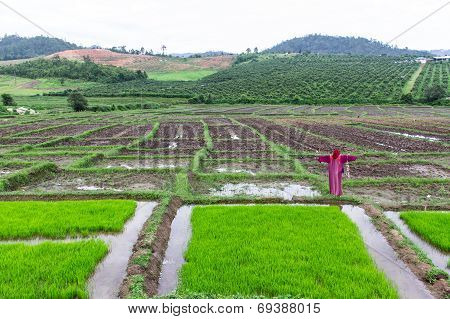 Scarecrow Lisu Jacket In Rice Field, Thailand