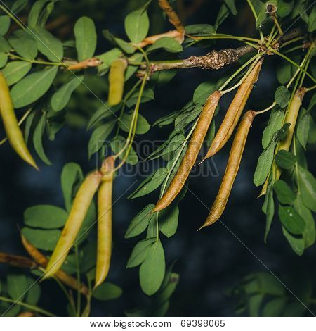 Caragana tree, yellow acacia, Caragana arborescens