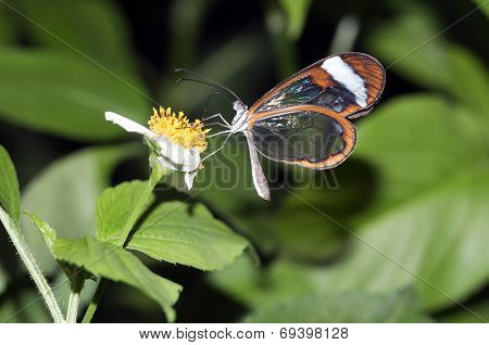 Glasswing Butterfly, Greta Oto