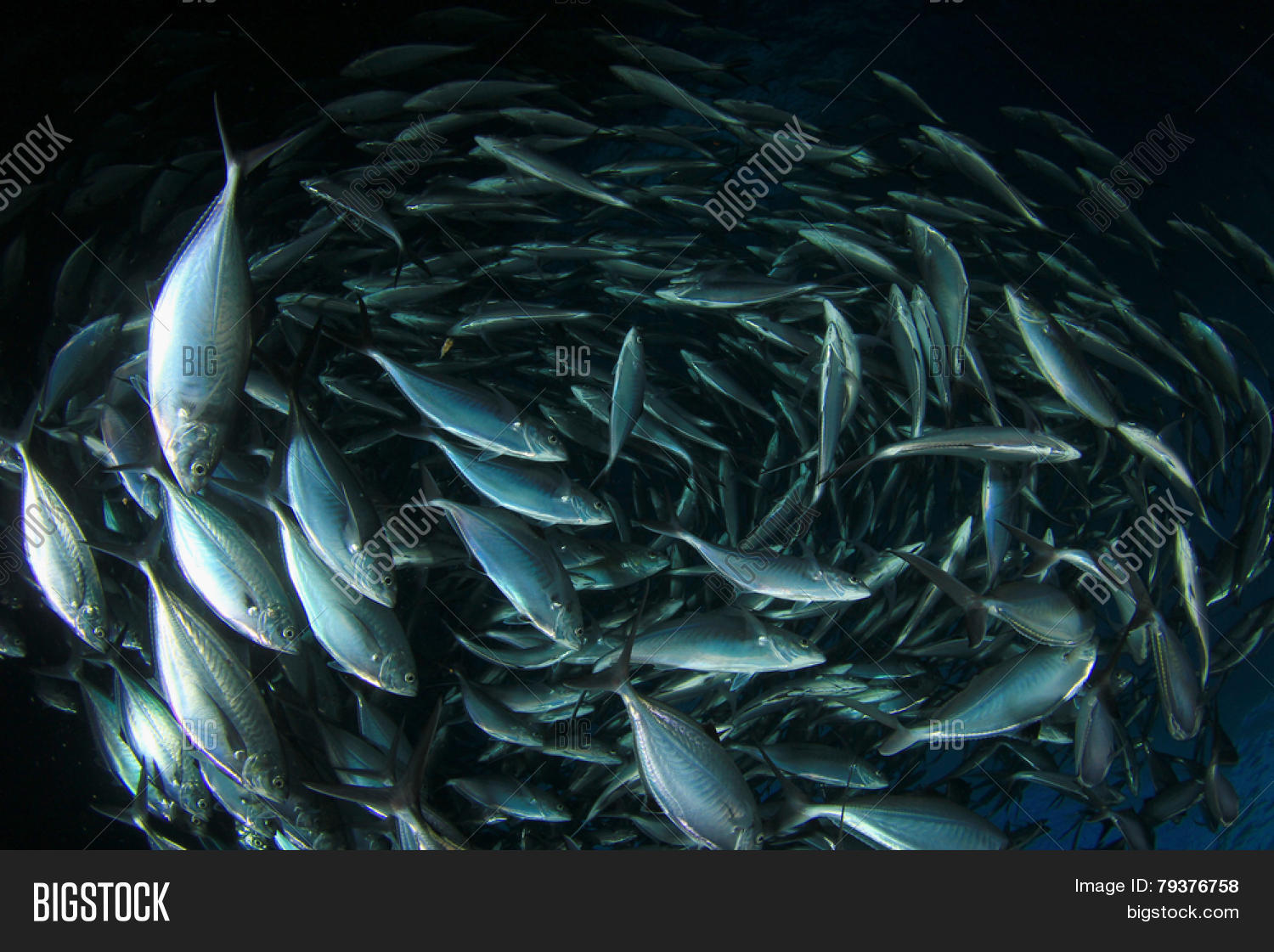 School Mackerel Fish Image & Photo (Free Trial) Bigstock