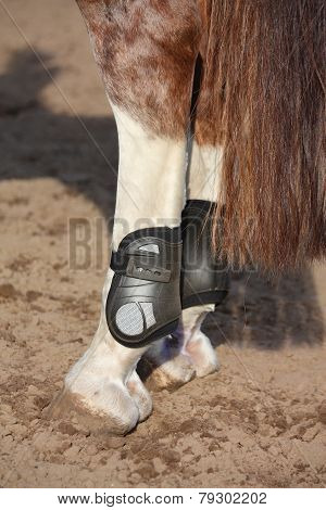 Close Up Of Horse Hind Legs With Boots