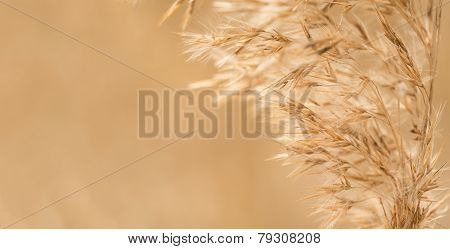 Cereal - Oats, Toned Photograph In Warm Color