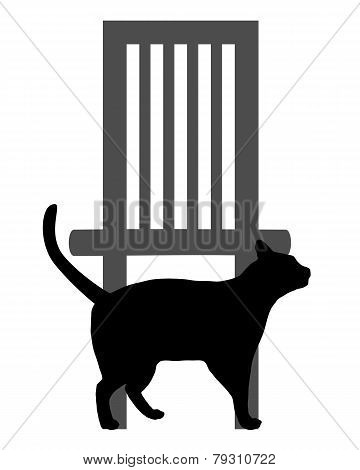 Cat On White