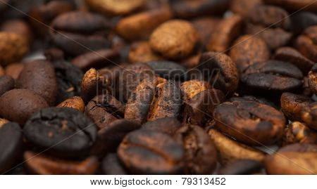 Speciality Coffee - Coffee From Gran Canaria, Agaete Valley