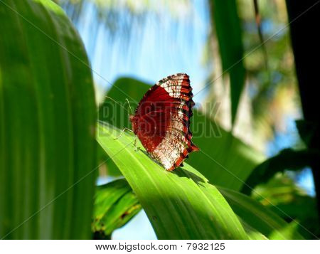 ein Schmetterling auf einem grünen Blatt Orchidee