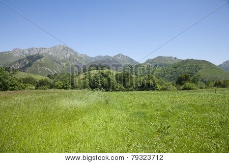 Meadow And Green Mountains