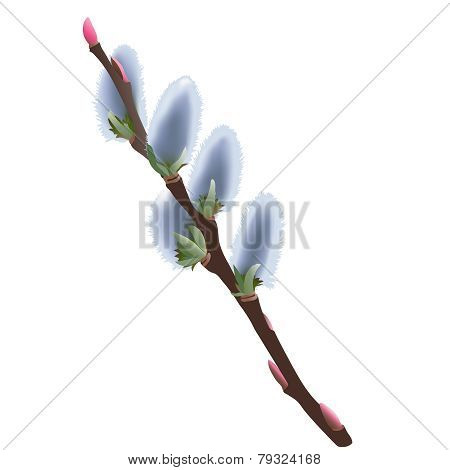 Pussy willow - Salix flowers