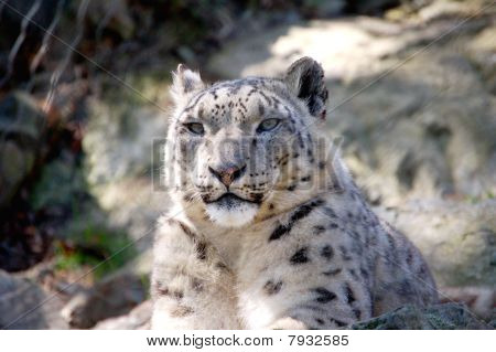 雪ヒョウ