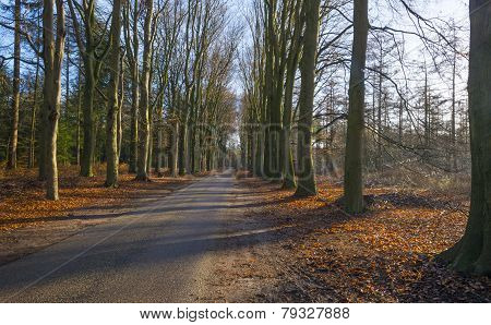 Road through a beech forest in winter