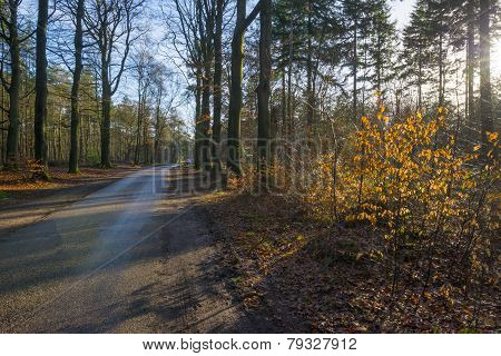 Sunrise in a pine and beech forest in winter