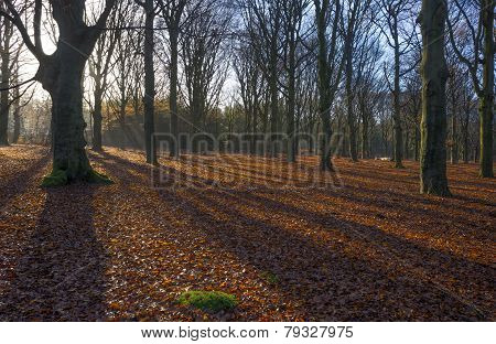 Sunrise in a beech forest in winter