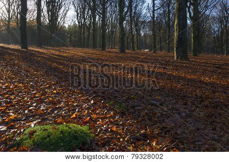 Sunrise in a beech forest in winter