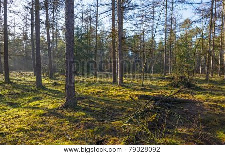 Sunlit moss in a pine forest in winter