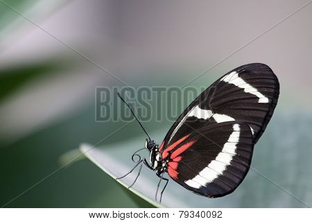 Insect