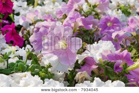 Petunia Blumen