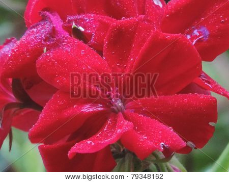 Ellegant Flower