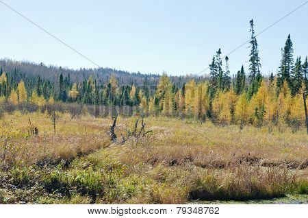 Northern Ontario Forest