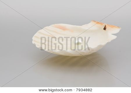 Pearl In Sea Shell