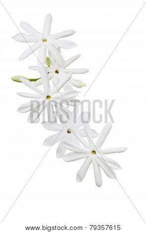 Jasminum Elongatum