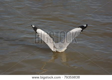 Seagull