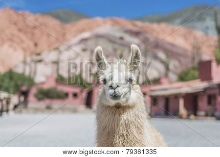 Llama In Purmamarca, Jujuy, Argentina.