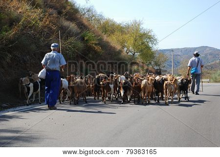 Spanish goats and herders, Andalusia.