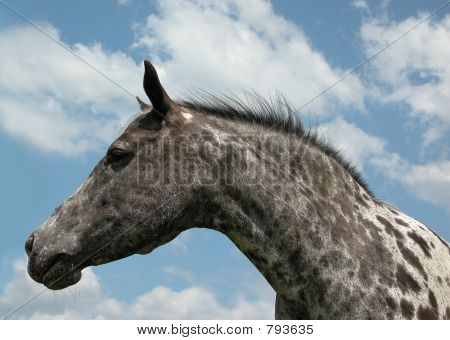 Appaloosa
