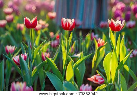 Beautiful Tulips Field In Garden