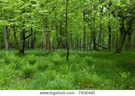 ร่มผลัดใบยืน Bialowieza ป่าใน Springtime