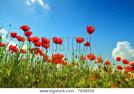 Coquelicots