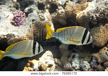 Twobar seabream