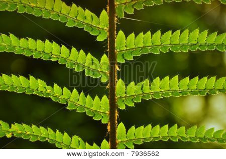 Feuille de fougère vert
