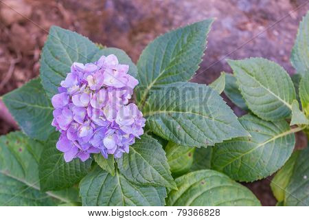 Purple Hydrangea Flower In The Garden
