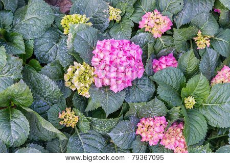 Pink Hydrangea. A Lot Of Hydrangeas Bloomed Around