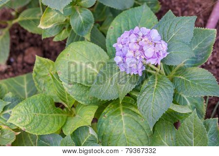 Purple Hydrangea Flower In The Garden