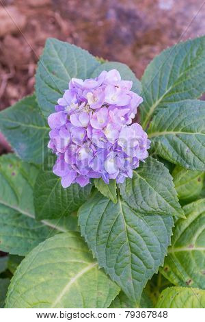 Purple Hydrangea Flower In The Garden