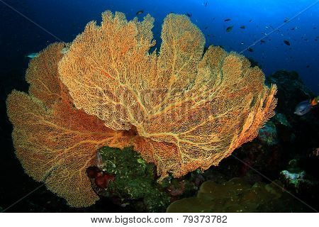 Gorgonian Fan Corals