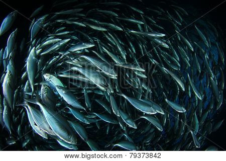 School of shoal of Mackerel fish underwater in sea
